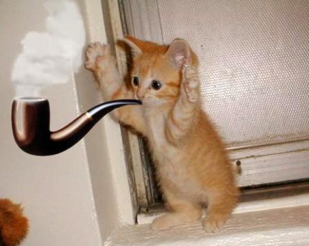 minou